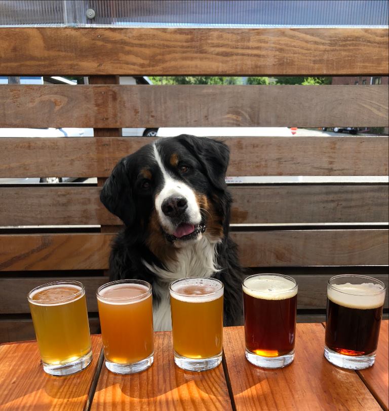 Rooftop Brewing Dog Treat & Beer Pairing