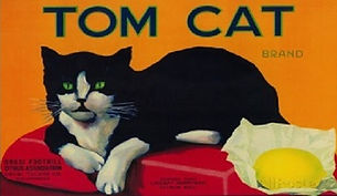 newcats101b.jpg