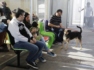 Vacunación y castración gratuita en los barrios