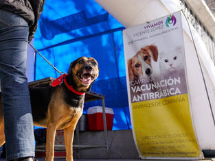 Vacunación para perros y gatos en Villa Adelina