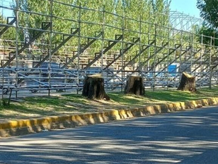 Un árbol de más de 200 años deja de dar frutos