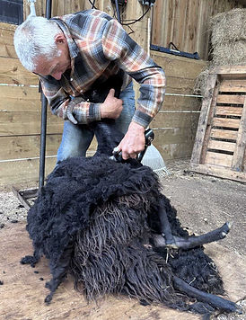 Shearing-2-small.jpg