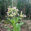 Miniatura: Planta de Tabaco