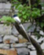 DSCN0764 2.JPG