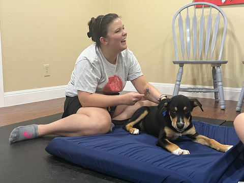 Dog arthritis