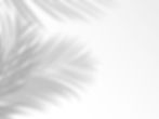 vecteezy_palm-leaves-shadow-background-overlay_10876721.jpg