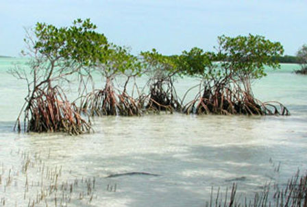 redmangrove2.jpg