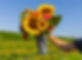 hand picked sunflowers