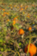 Orange pumpkins scattered across a field with green leaves, Pumpkin Patch, autumn.