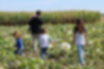 Indiana Pumpkin Patch.JPG