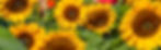 Snohomish Sunflowers