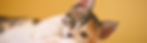 adopt-a-cat-ontario-oregon-cat-shelter-local-donate.jpeg
