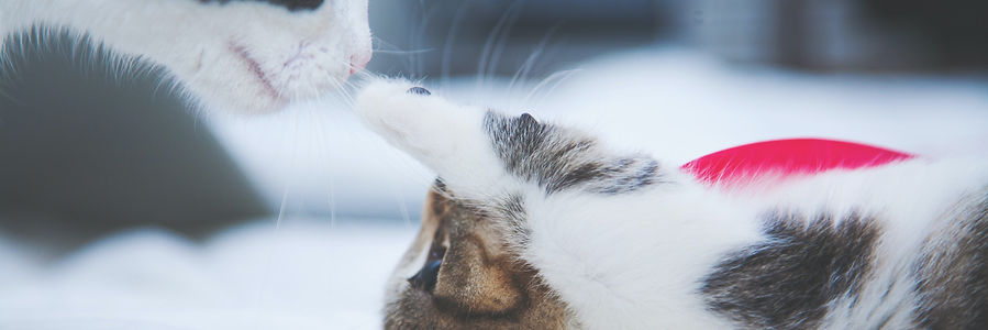 ontario-feral-cat-project-contact-us-ontario-oregon-local-nonprofit.jpeg