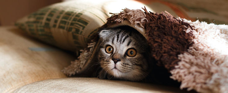 ontario-feral-cat-project-fostering-cats-opportunity-ontario-oregon-local-nonprofit.jpeg