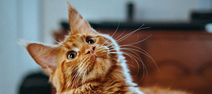 ontario-feral-cat-project-about-us-ontario-oregon-local-nonprofit.jpeg