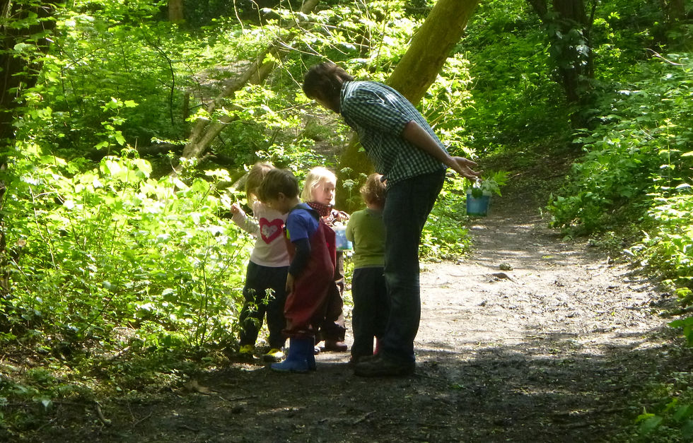 A sunny day in the woods