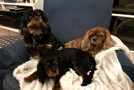 doggies_edited.jpg