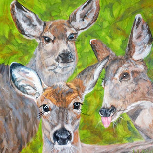 Mule Deer Selfie