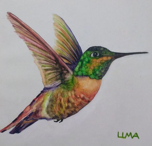 Hummingbird #11