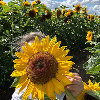 Woman in a sunflower field at Tickhill Farm, UK, playfully hiding her face behind a sunflower on a sunny day, capturing a mindful and joyful summer moment.