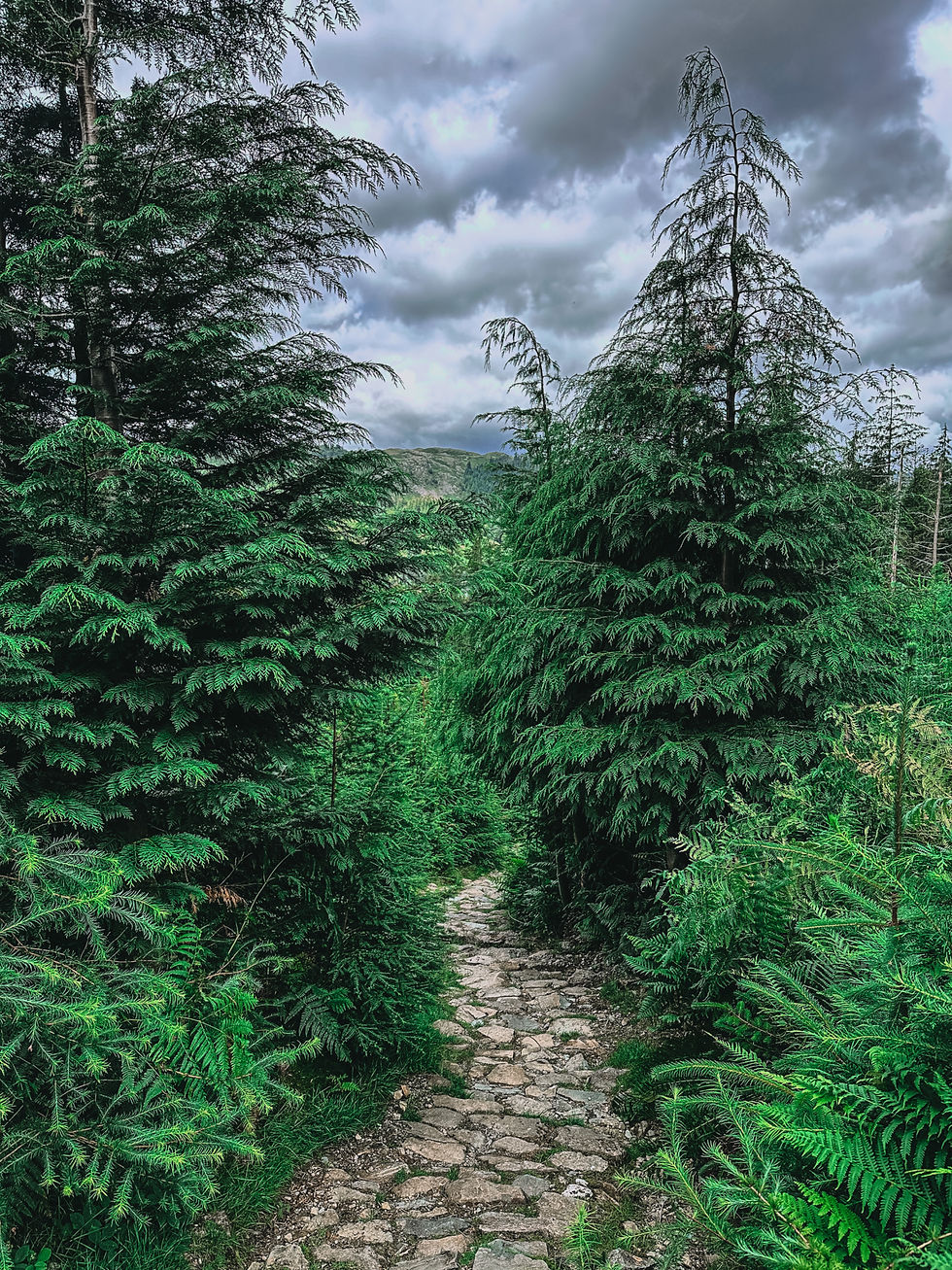 Beautiful forest scene with a narrow, winding stone path leading through lush greenery in Thirlmere, Lake District, UK. The path gently disappears into the dense trees, creating a serene and inviting atmosphere amidst the natural surroundings.