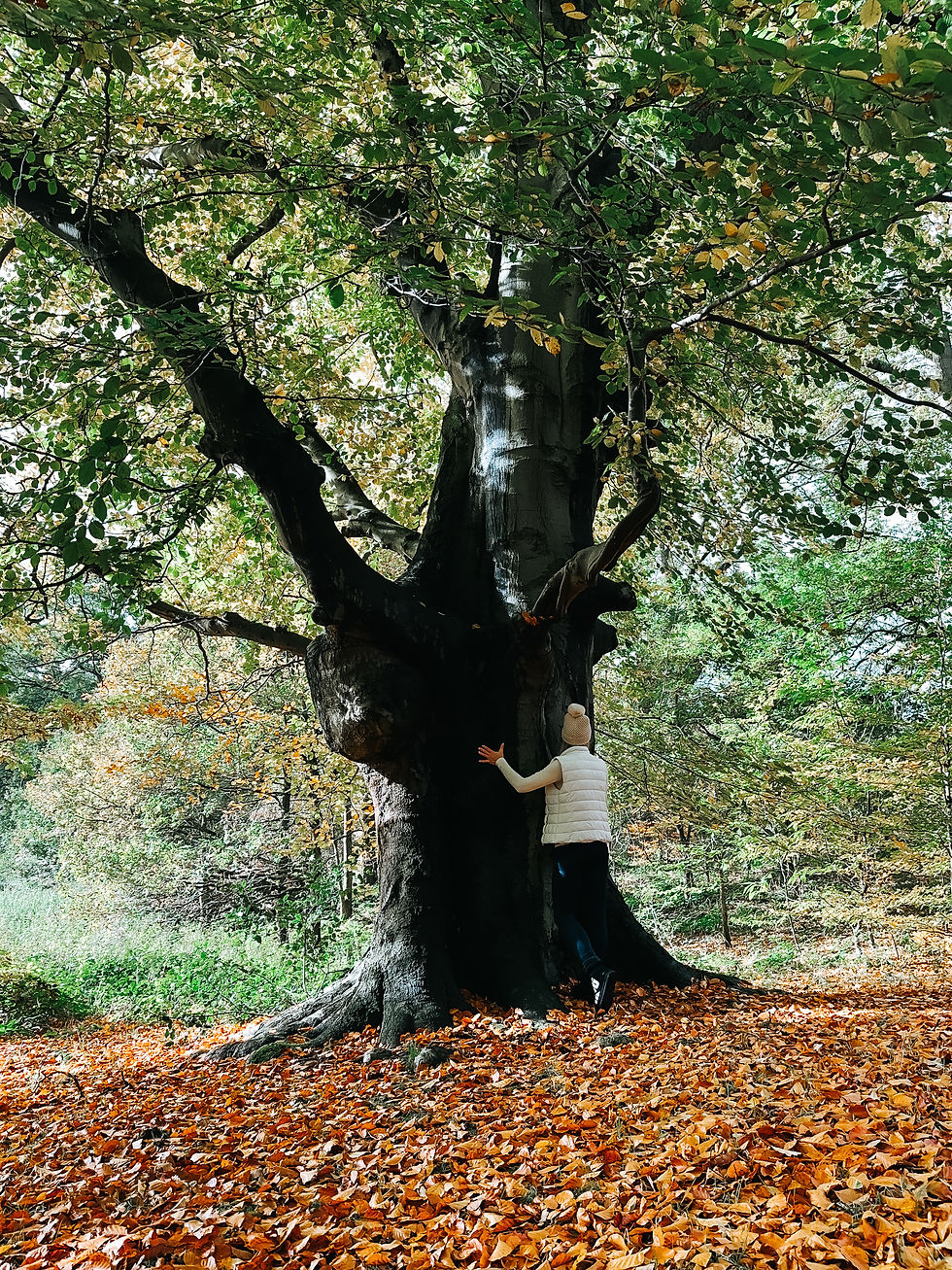 Lady hugging an old tree in Clumber Park,UK, surrounded by beautiful autumn scenery with golden leaves.