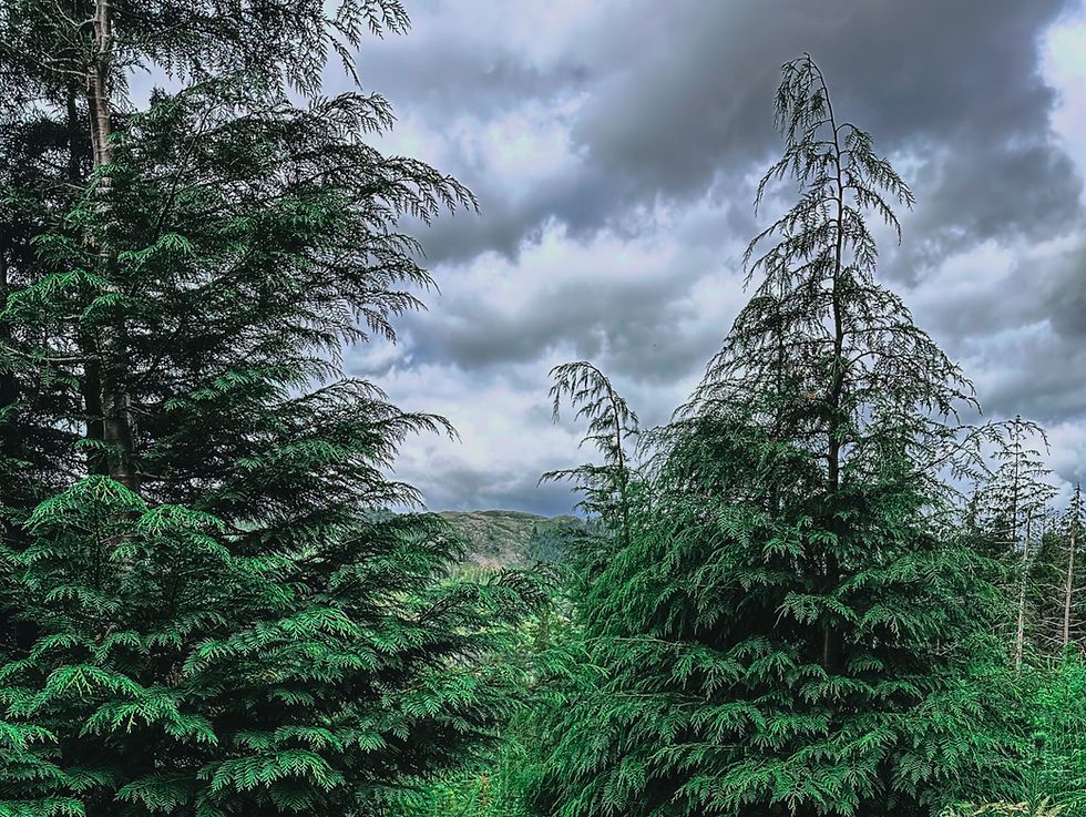 Beautiful forest scene with a narrow, winding stone path leading through lush greenery in Thirlmere, Lake District, UK. The path gently disappears into the dense trees, creating a serene and inviting atmosphere amidst the natural surroundings in Lake District Cumbria.