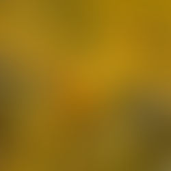 Close-up of golden autumn leaves glowing in sunlight, symbolising letting go, seasonal change, and mindful reflection on healing and renewal.