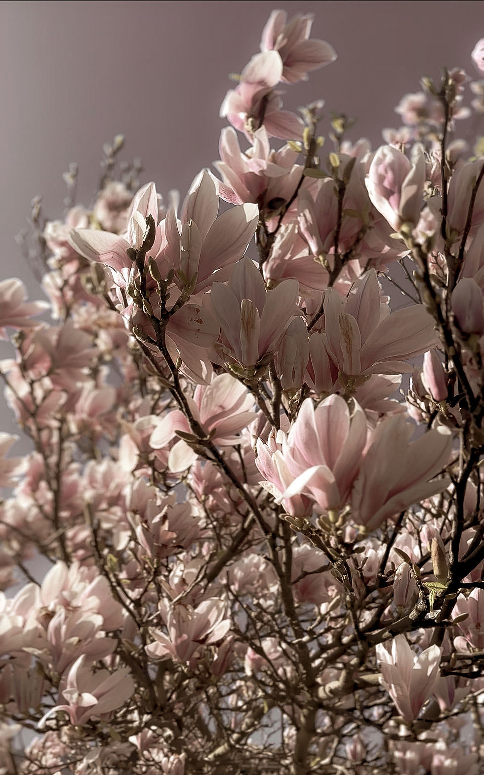 Minimalist pale pink and cream background with soft magnolia flowers, creating a calming and serene aesthetics. Represents mindful living, slow living, inner peace, and emotional calm in a gentle, reflective space.