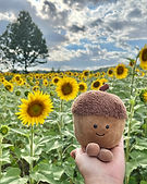 Acorn sunflowers.jpg