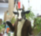 Cow Head and Hooves for Modern Milk Promotion