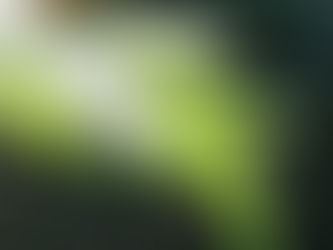 The  Seed That Forgot It Was a Forest.