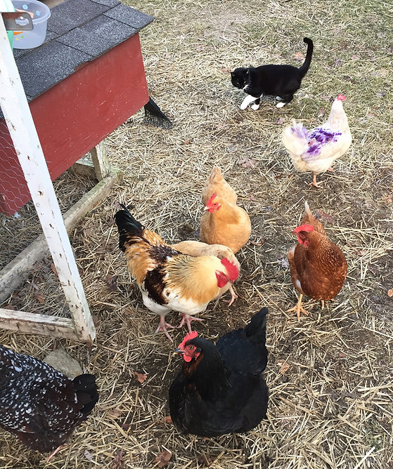 CatChickens.jpeg