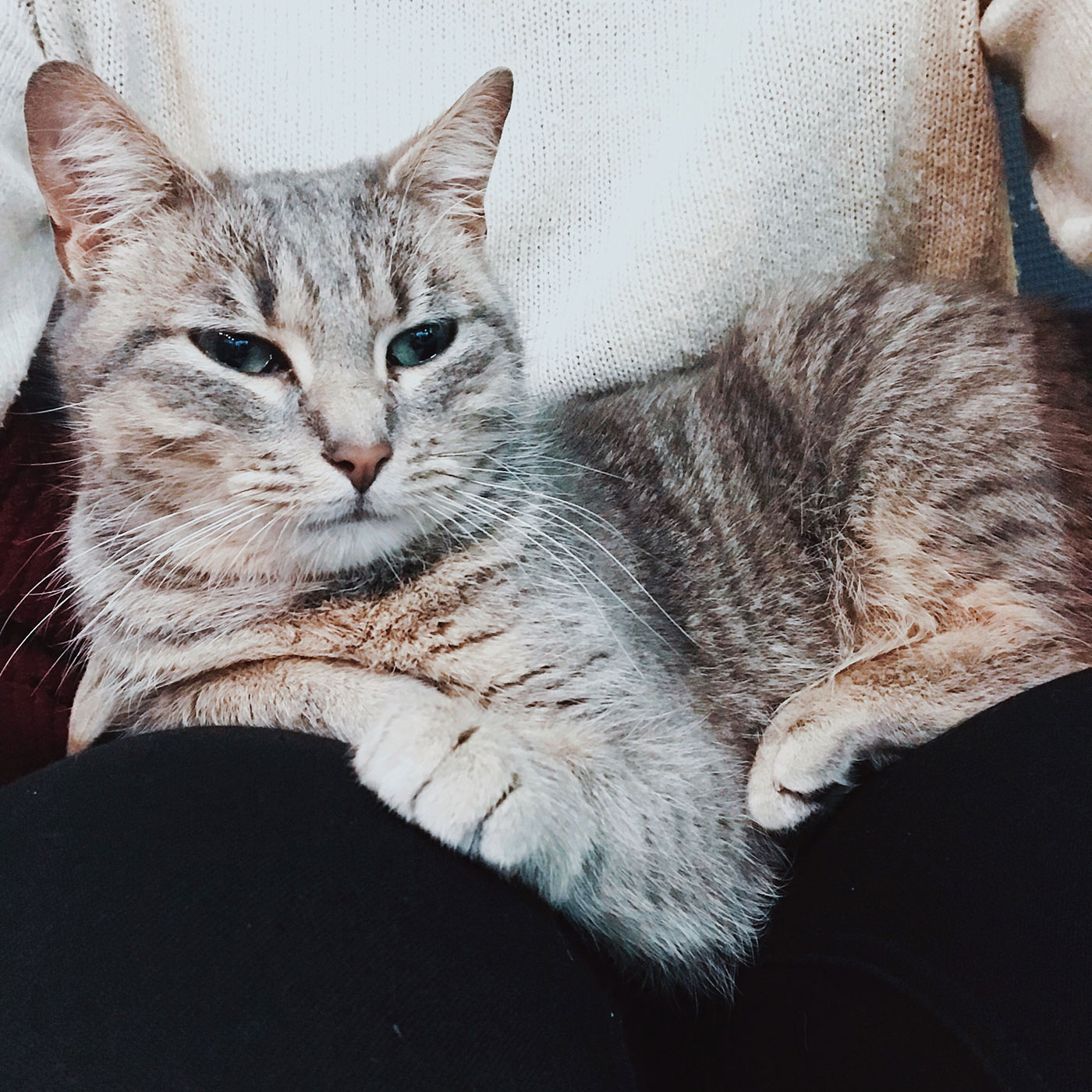 mignonne