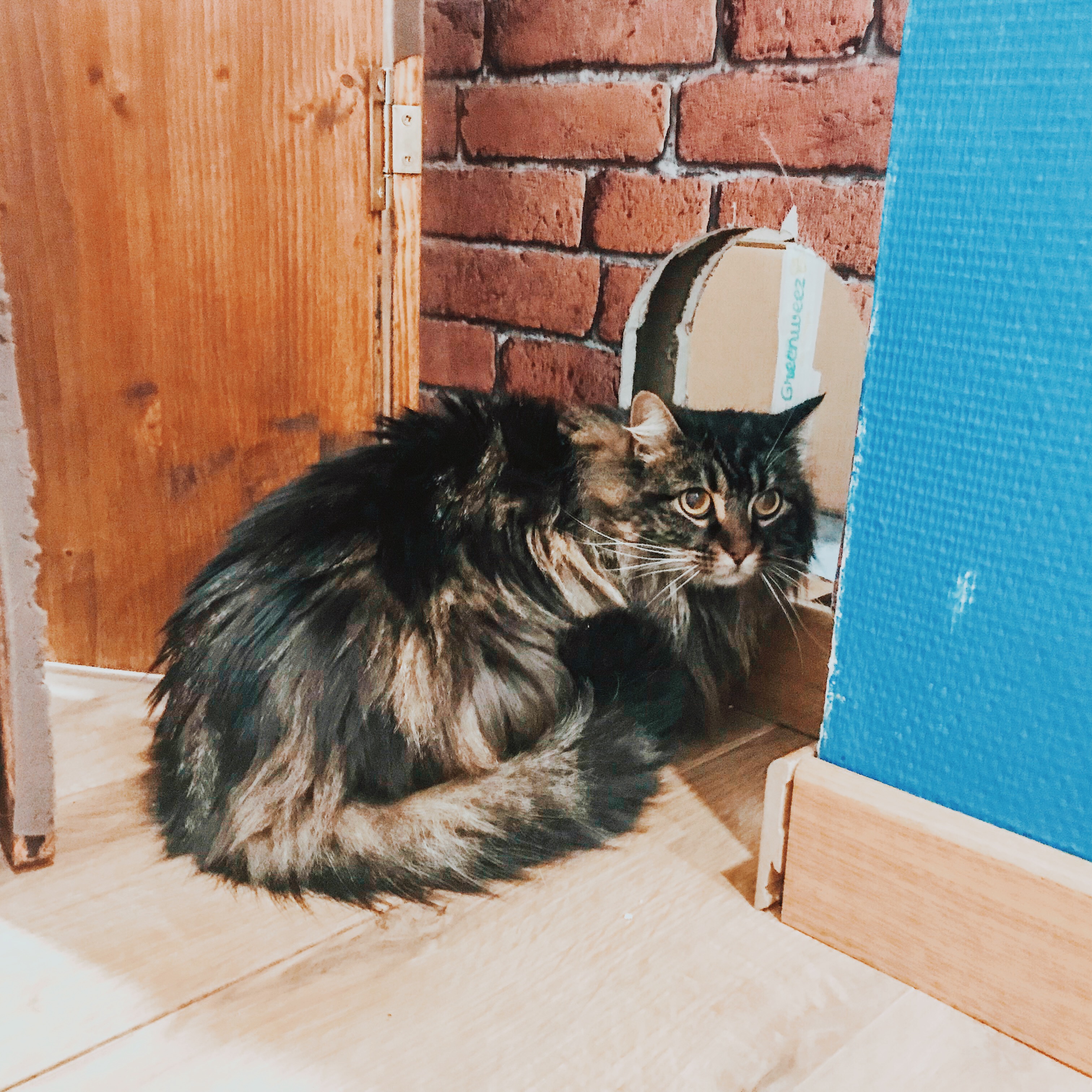 Kiara