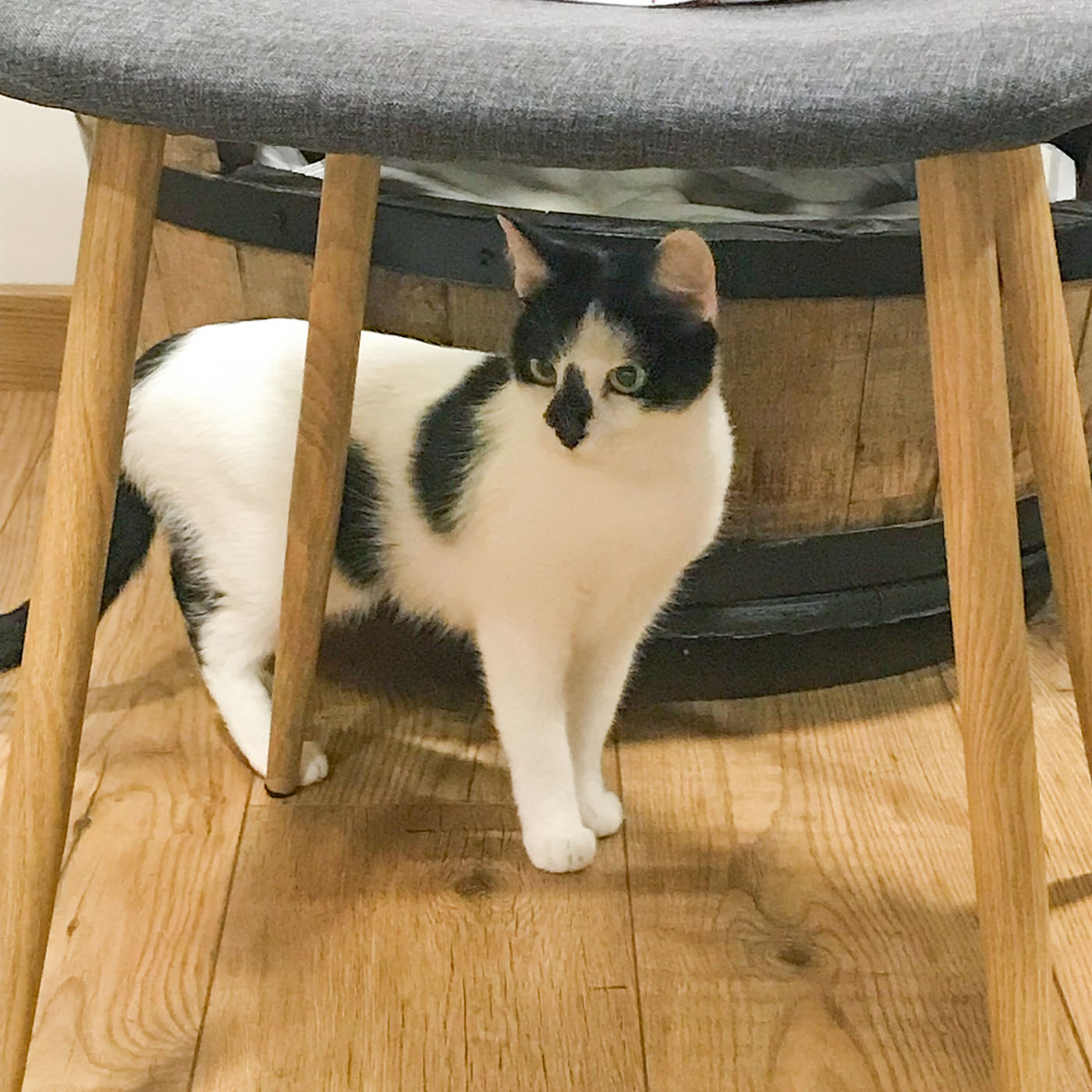 Lola