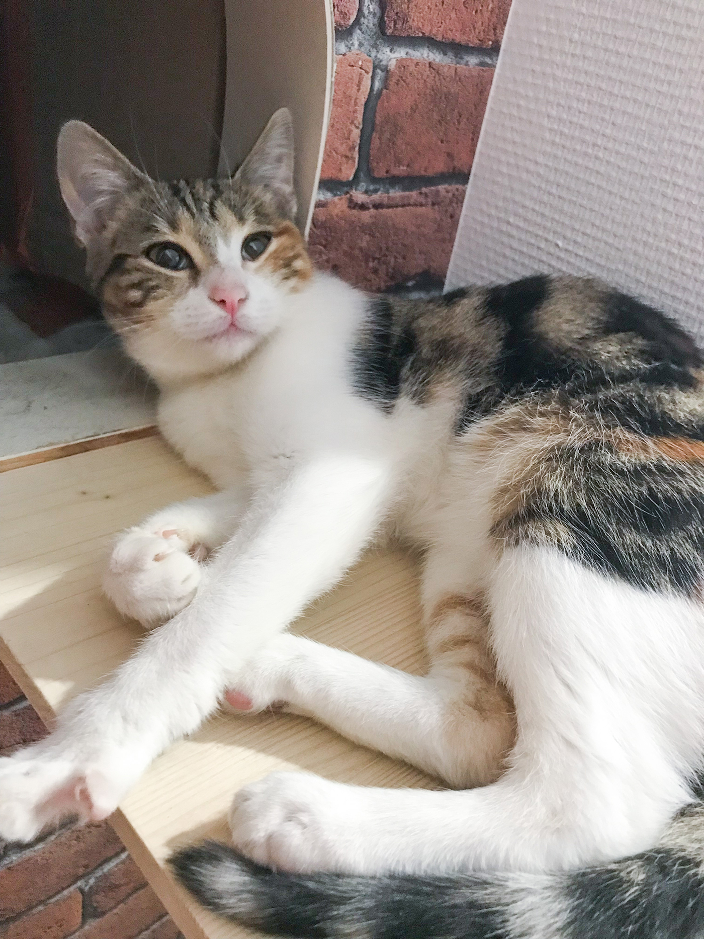 Milka