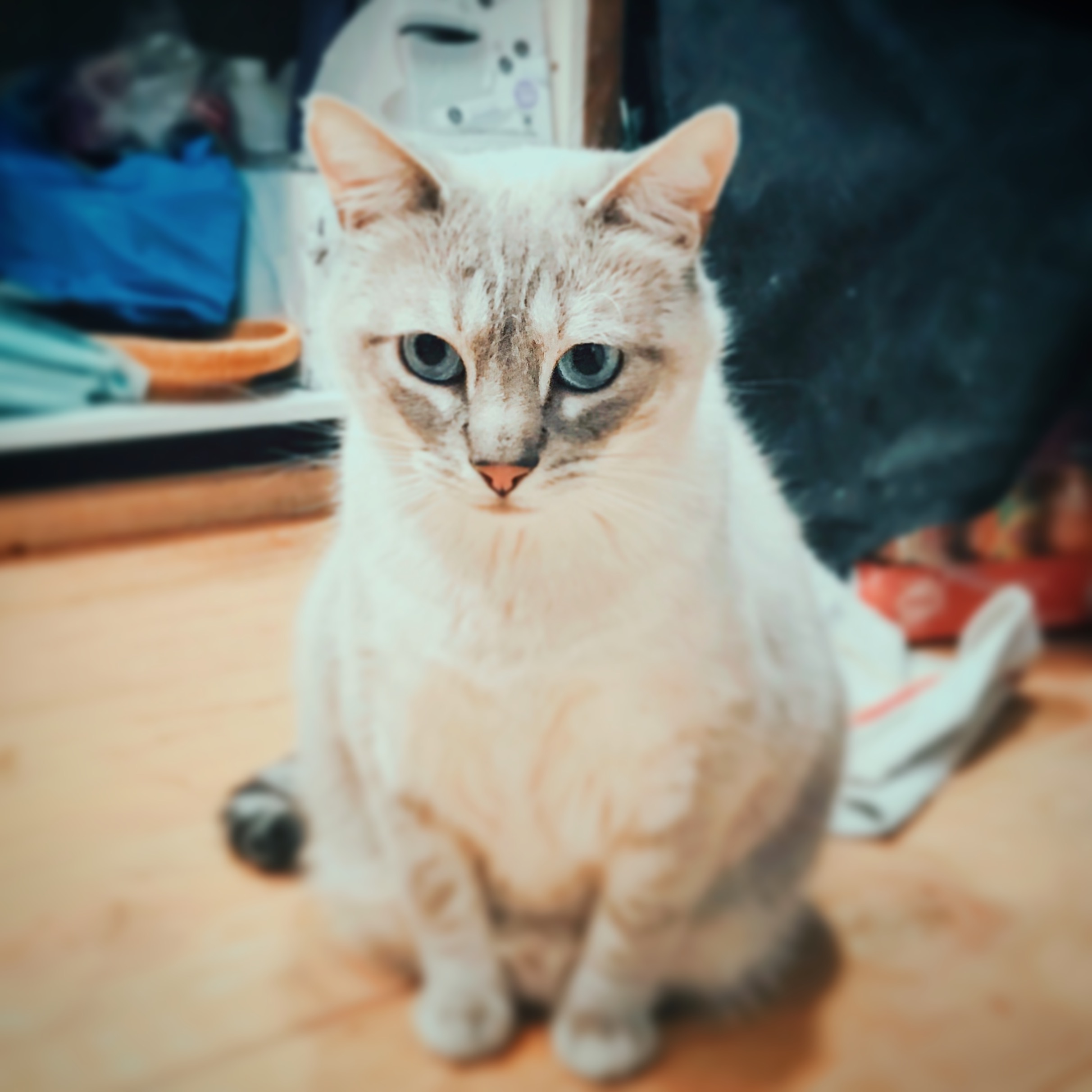 Hezia