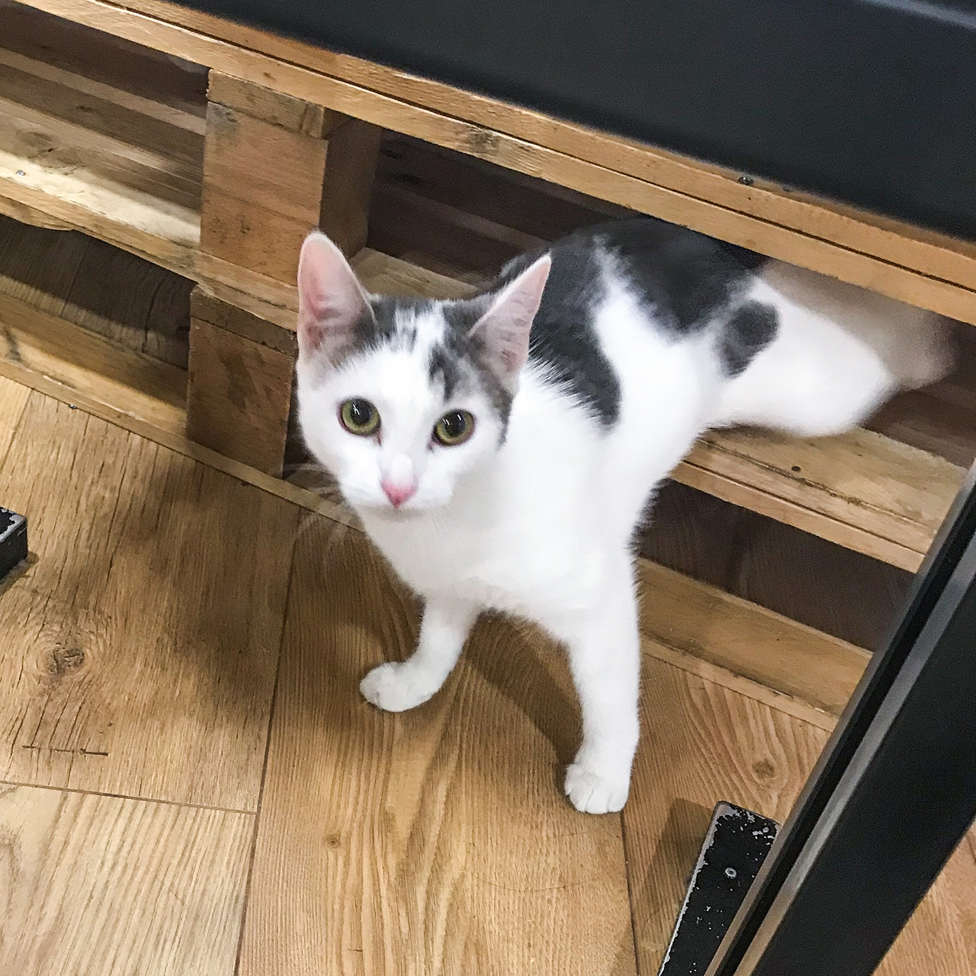 Lilou