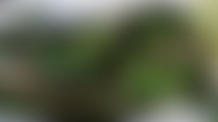 פלפלים חריפים מלוחים שרופים