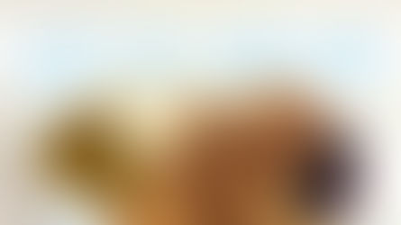 קציצות בשר שוודיות ברוטב קטיפתי מפנק