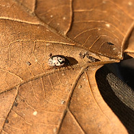 Bugs - 4_edited.jpg