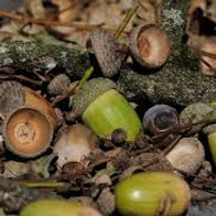acorns.jpg