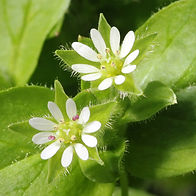 chickweed (edible and Medicinal).jpg