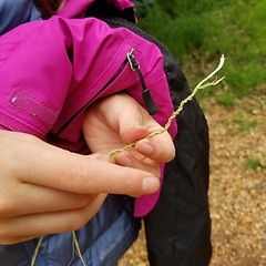 Cordage 1.jpg
