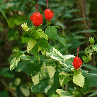 Variegated Turks Cap (edible).jpg