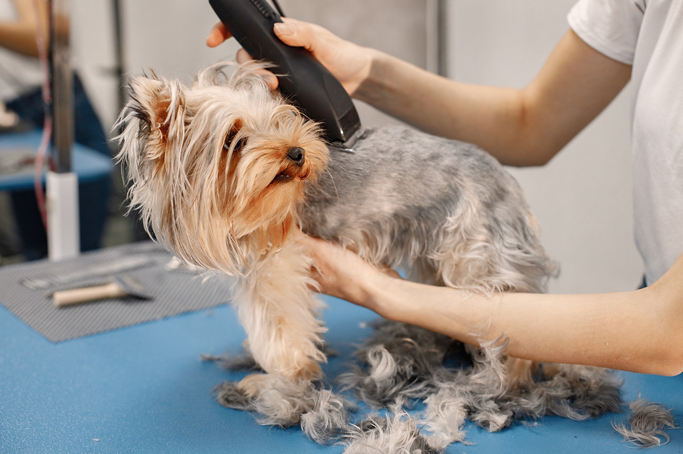 Hundesalon Pretty Pety hund