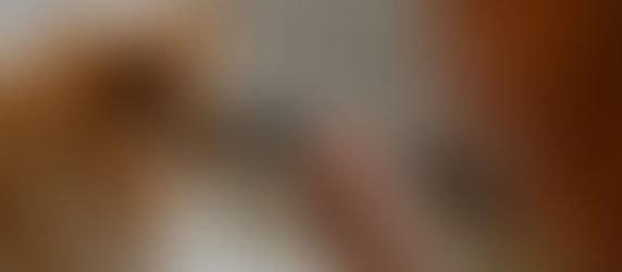 Hunderasse Spitz mit gutem fell