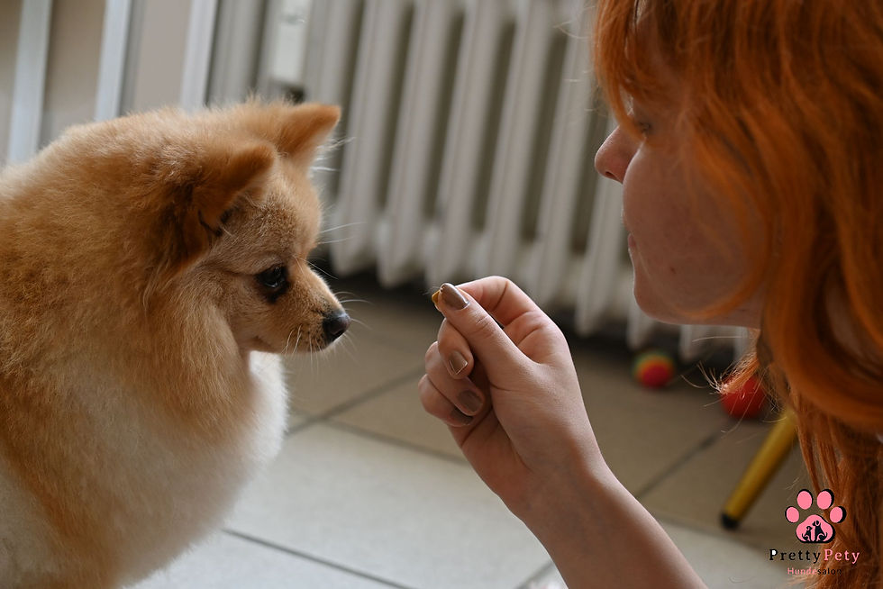 Hunderasse Spitz mit gutem fell