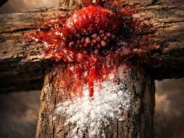 „“Боже Мой, защо си Ме оставил?“ – Христовият вик на Кръста и месианската тайна на Псалом 21“